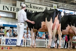 Cairnhill Yorick Paradi 2 in IDW Holstein Show (Australia)